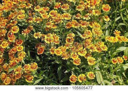 Blanket Flowers (gaillardia Aristata)