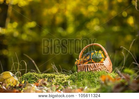 Colorful Pumpkins