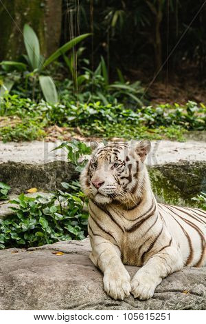 Shot of a White Tiger resting