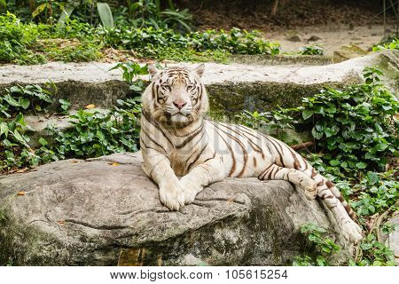 Shot of a White Tiger resting