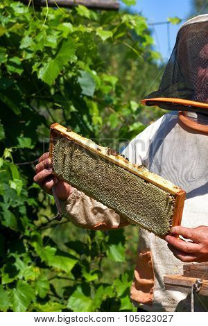 Frame With Honeycombs With Honey In The Beekeeper's Hands On An Apiary