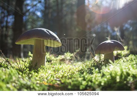 Pair of mushrooms