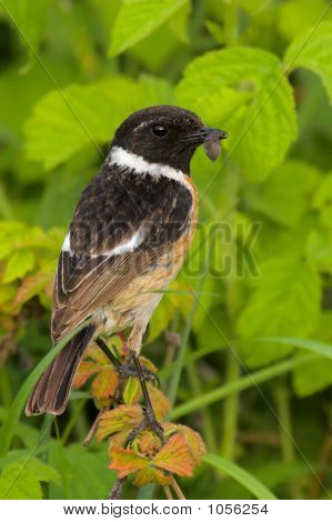 Bir Stonechat portresi