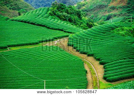 Tea hills in Moc Chau highland, Son La province in Vietnam