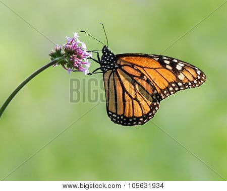 Monarch