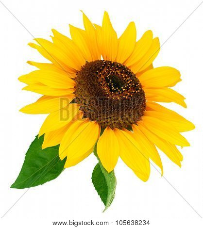Flower sunflower with green leaf. Isolated on white background. Illustration