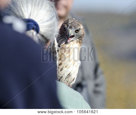 Red-tailed Hawk Before Release