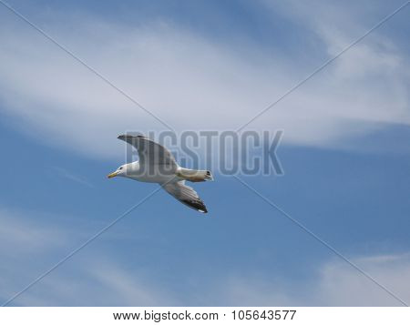 Seagull on a blue sky
