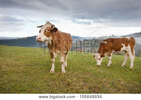 Cows Grazing On Meadow