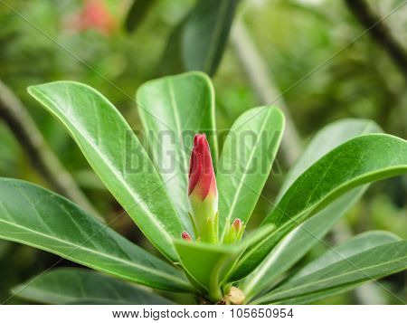 Desert Rose Flower