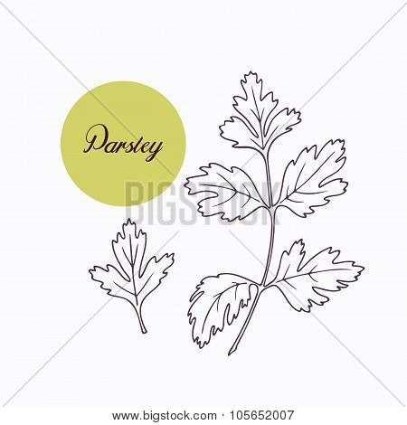 Hand drawn parsley branch with leves isolated on white