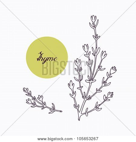 Hand drawn thyme branch with leves isolated on white