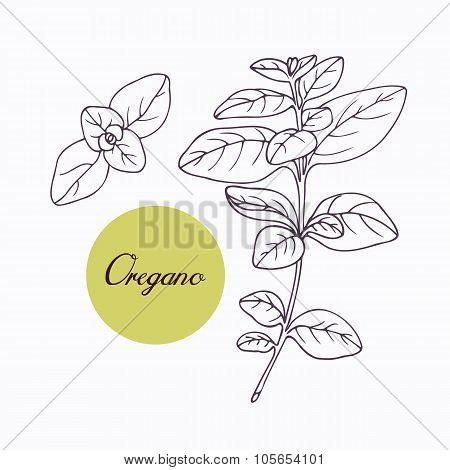 Hand drawn oregano branch with leves isolated on white