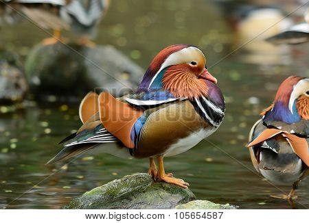 Mandarin Duck (aix Galericulata)