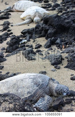Hawaiian sea turtles