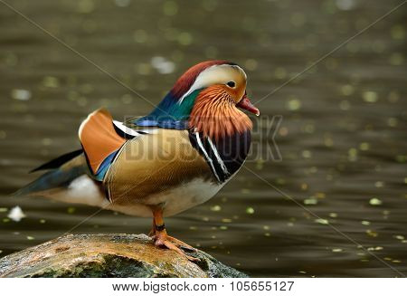 Mandarin Duck (aix Galericulata)