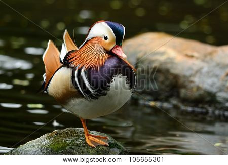 Mandarin Duck (aix Galericulata)