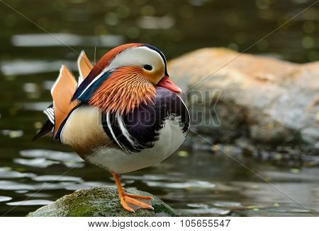 Mandarin Duck (aix Galericulata)