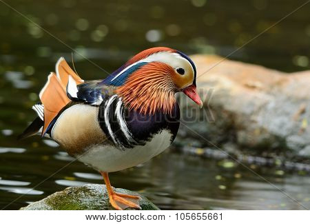 Mandarin Duck (aix Galericulata)