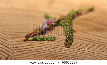 Beautiful Yellow Underwing (anarta Myrtilli) On Common Heather (calluna Vulgaris)