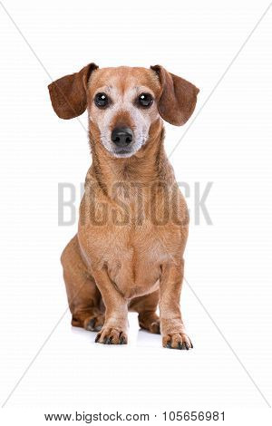 Dachshund Looking At Camera