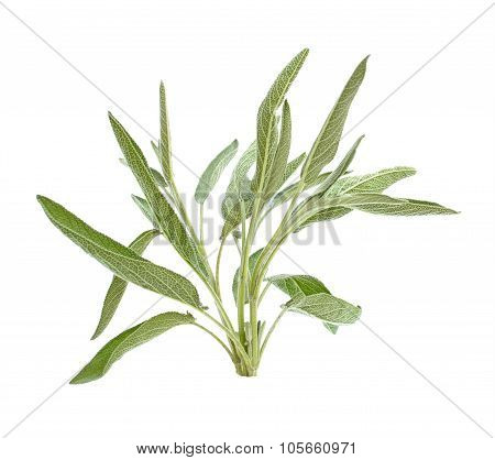 Sage Branch Isolated On White