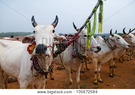 Cows in Khmer cow racing festival in An Giang, Vietnam.