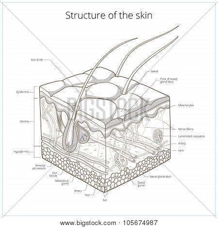 Skin structure vector illustration