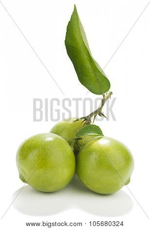 Sweet Lemon with Leaves
