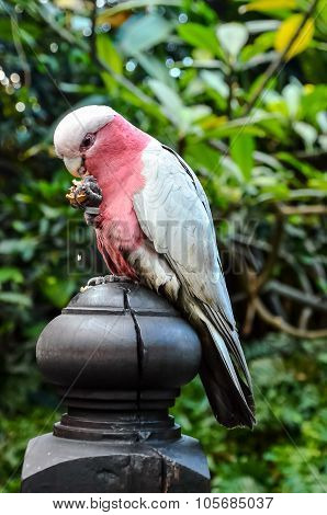 Parrot Tropical Bird