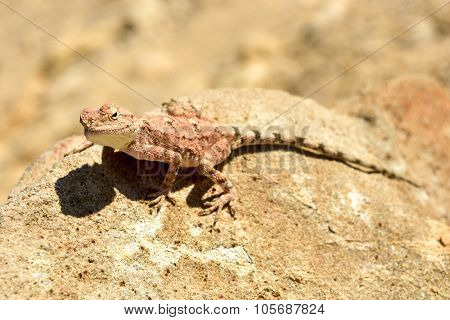 Mimetic Lizard At Petrified Forest, Khorixas, Namibia