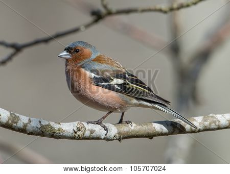 Mr Chaffinch