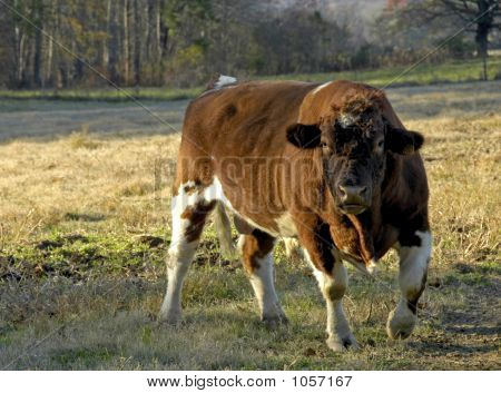 Americký Shorthorn býk