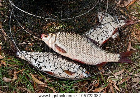 Several Of Roach Fish On The Withered Grass.