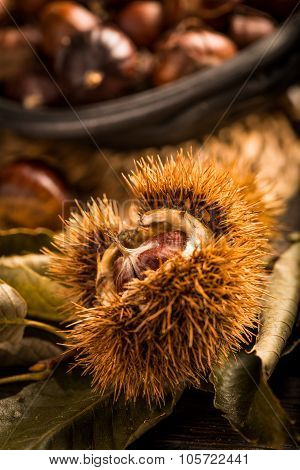 Roasted Chestnuts And Leaves