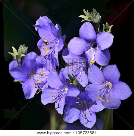 Greek Valerian