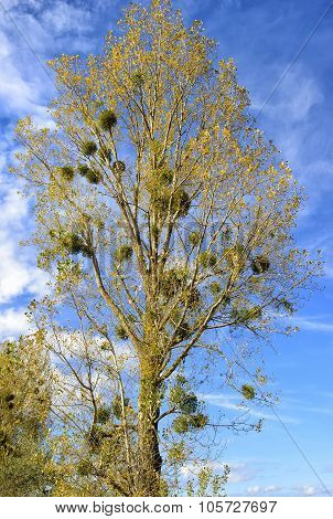 Mistletoe (viscum Album) Poplar Trees In Autumn