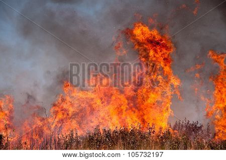 Brush fire