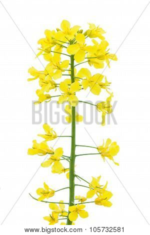 Rapeseed Flower
