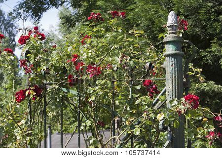 Fench With Red Roses