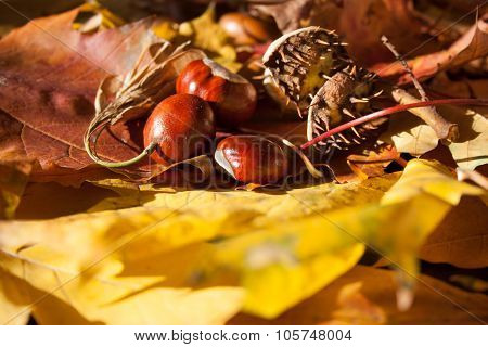 Chestnut.