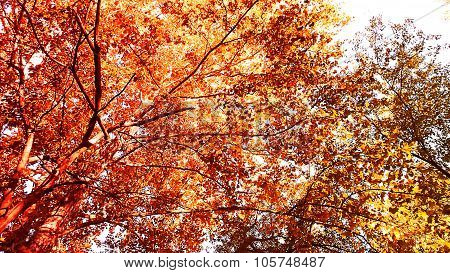 Similiar to a Silk Screen Print. Autumn or Fall Foliage.