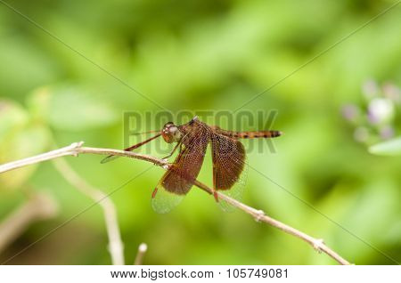 Red Dragonfly