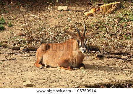 Roan Antelope (hippotragus Equinus) Resting On Sand