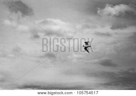 Seagull gray