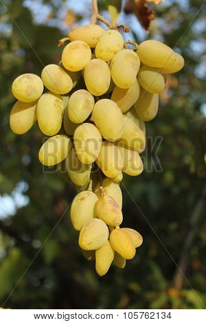 Sweet_Grapes