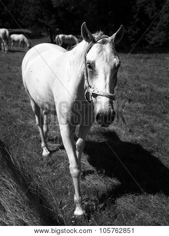 Portrait of Lipizzaner stallion