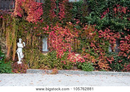 Liana On House Wall