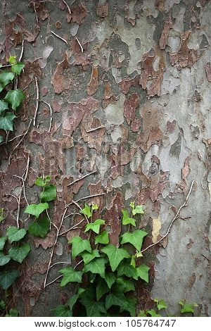 Bindweed Climbing Up On Plane-tree
