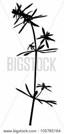 Plant Grass